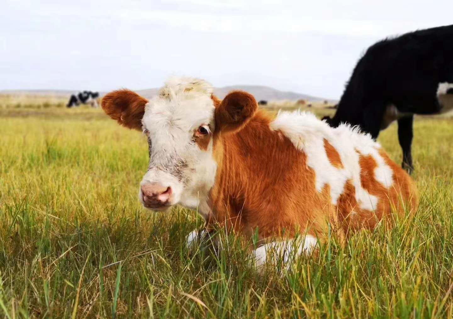 草原上河边的牛群高清图片下载-正版图片500467261-摄图网