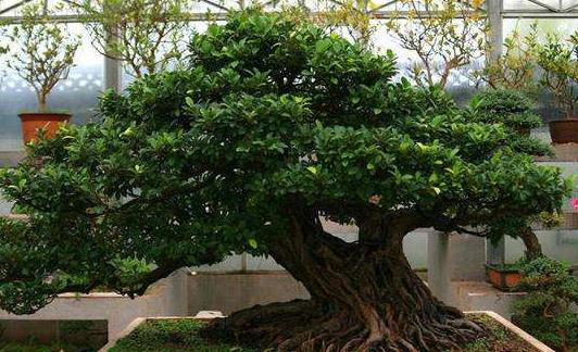 家中养"4款"盆景,修身养性,与心爱之人一起赏花|盆景|养护|土沉香