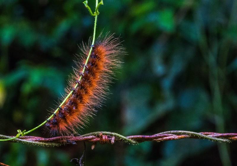 蠕动的毛毛虫铁面孔目协助拍摄
