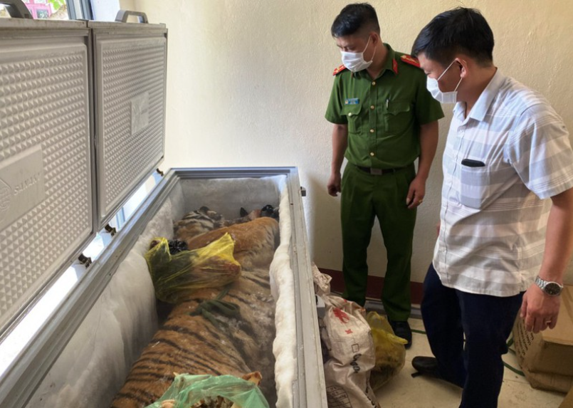 越南警方在一户人家的冰箱里发现了一具160公斤重的老虎尸体