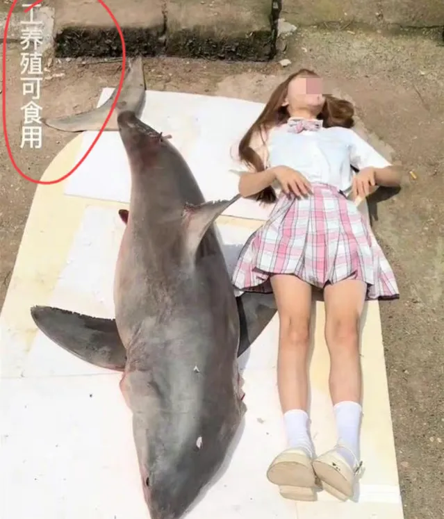 以确认，千万网红提子食用大白鲨被抓，或将面临10年监禁休闲区蓝鸢梦想 - Www.slyday.coM