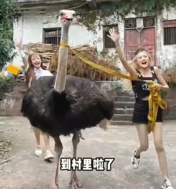 以确认，千万网红提子食用大白鲨被抓，或将面临10年监禁休闲区蓝鸢梦想 - Www.slyday.coM