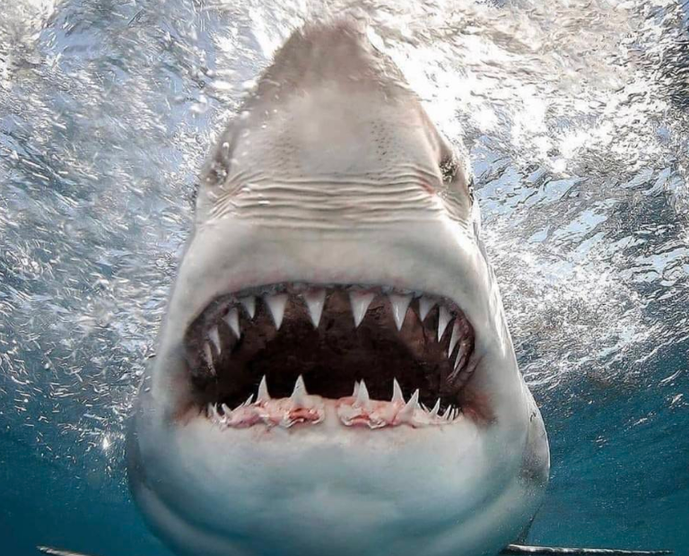 电影大白鲨情节在澳大利亚真实上演一人遇大白鲨袭击已身亡
