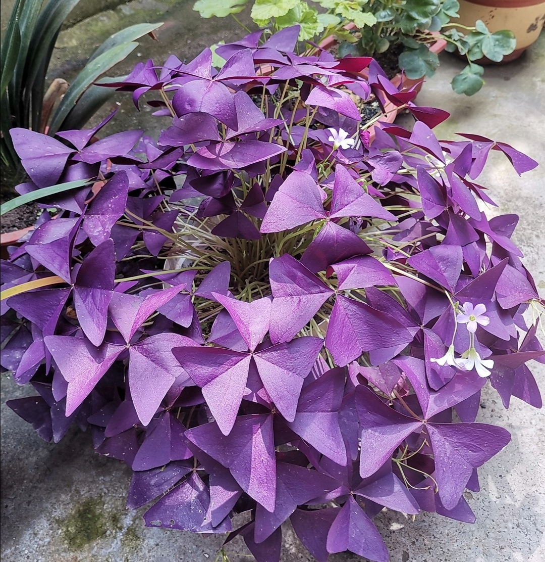 养盆紫叶酢浆草叶色鲜艳似蝴蝶随风起舞好美丽