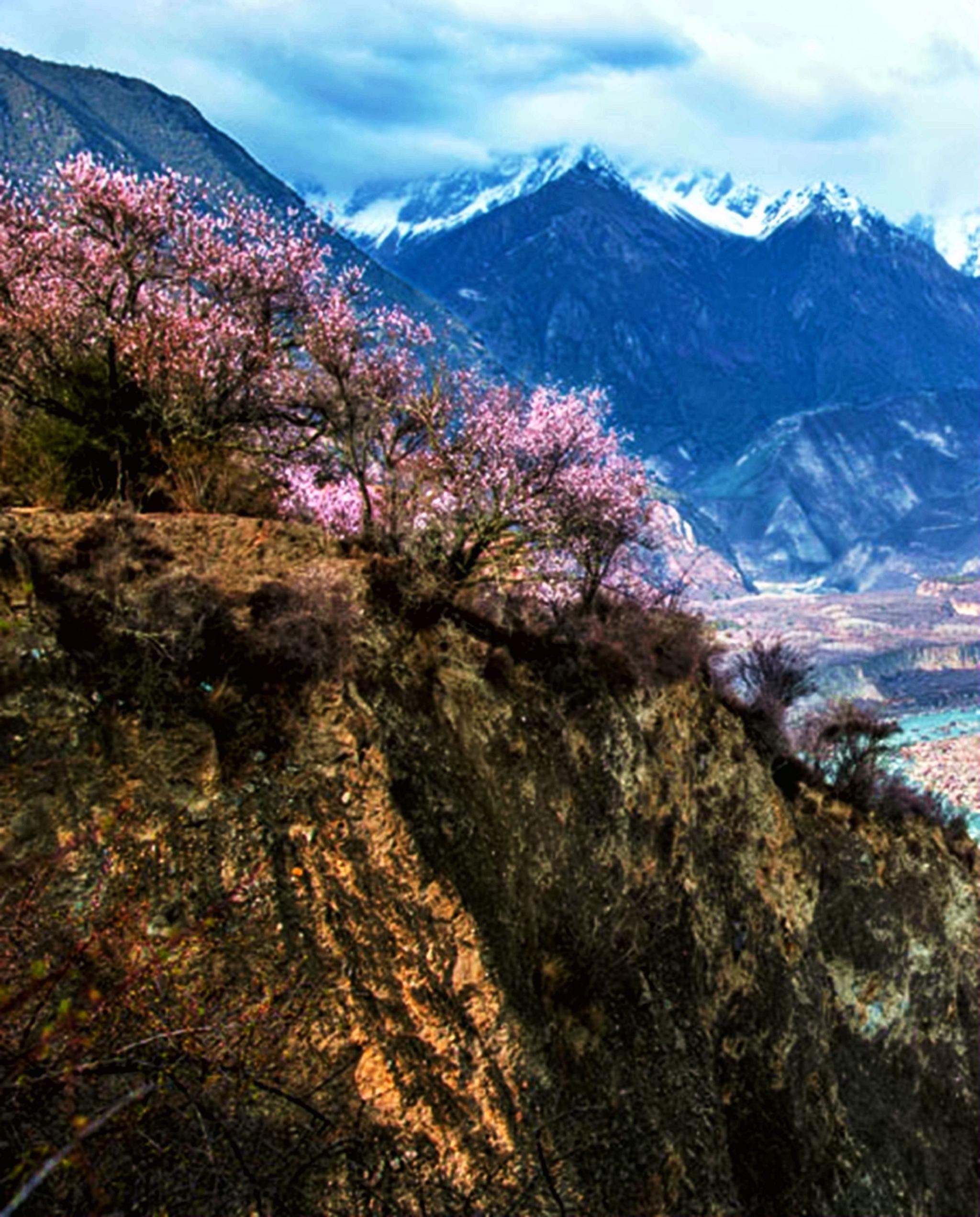 雪域西藏林芝桃花盛开似仙境 --孙承武摄影