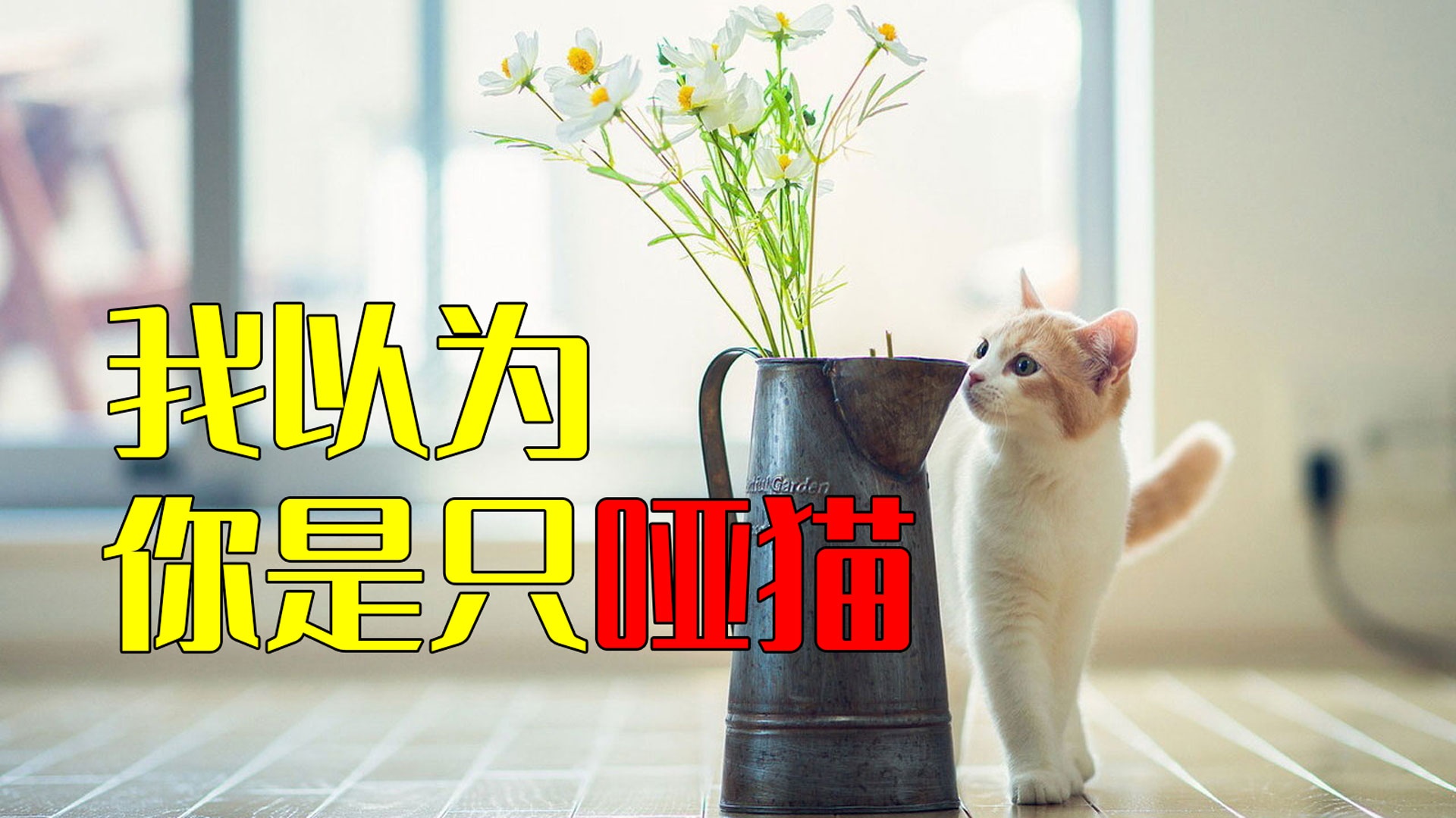我以为买回来的是一只哑猫