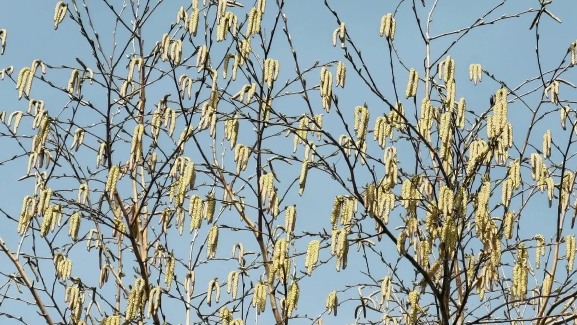 蓝天的白桦树花穗,原创视频