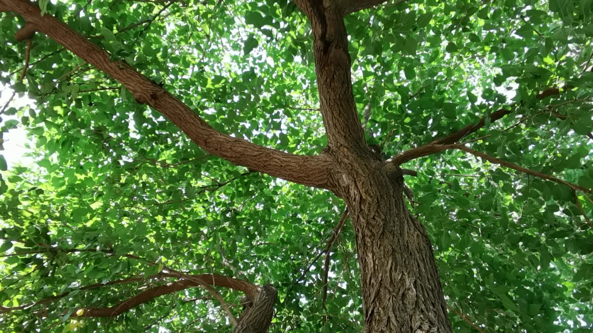 一棵大桑树,原创视频