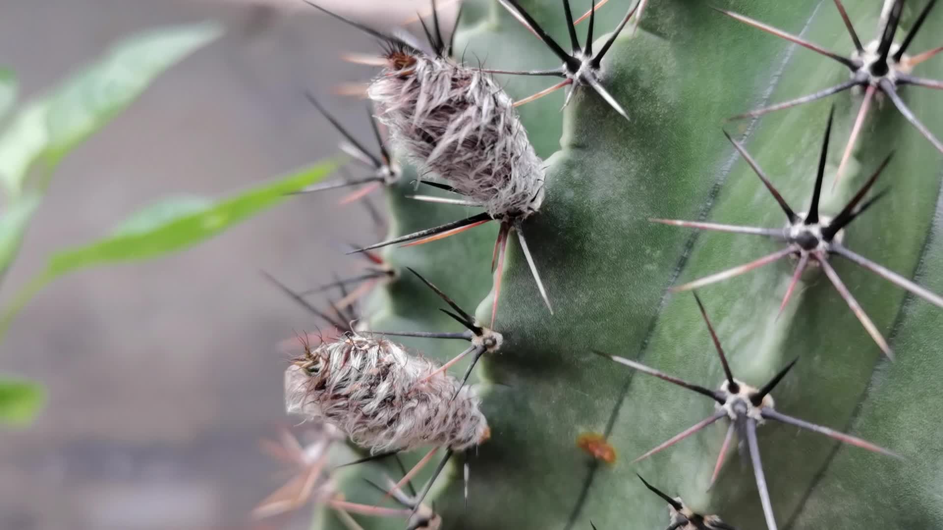 仙人球花骨朵,原创视频