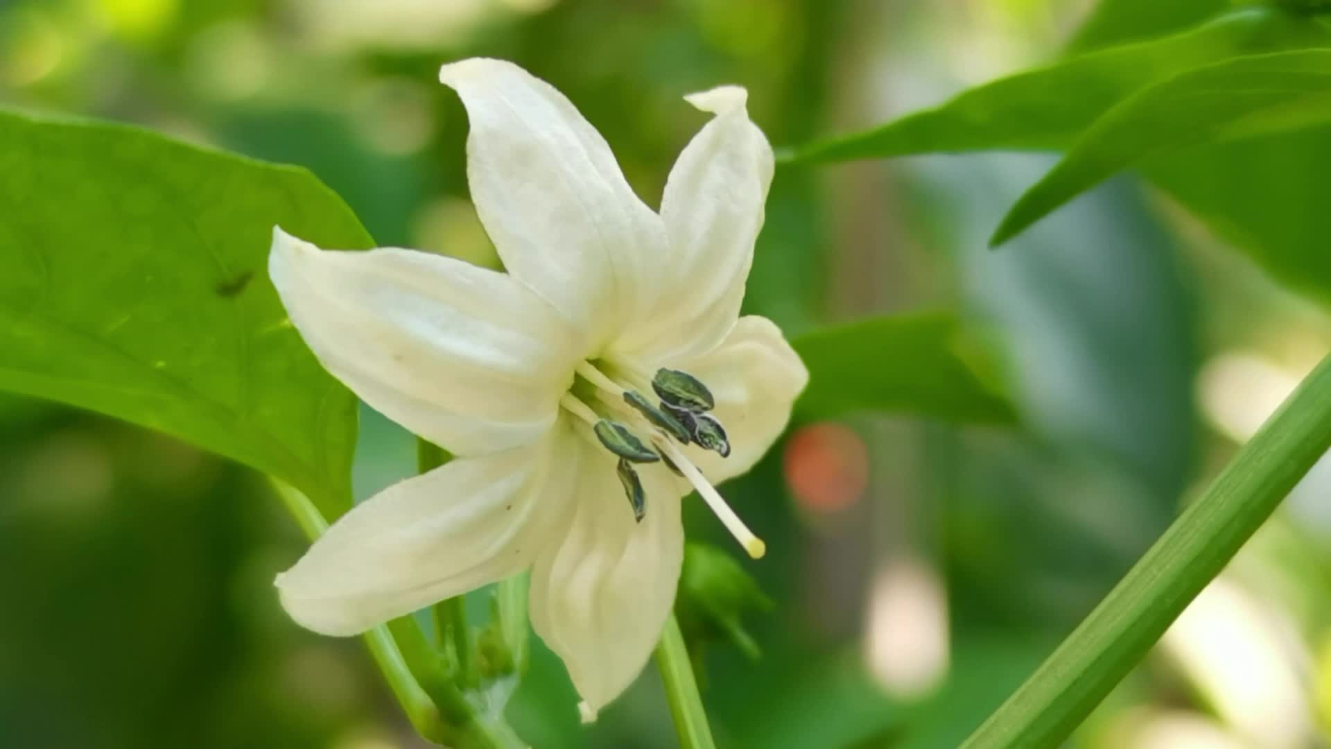 辣椒花,原创视频