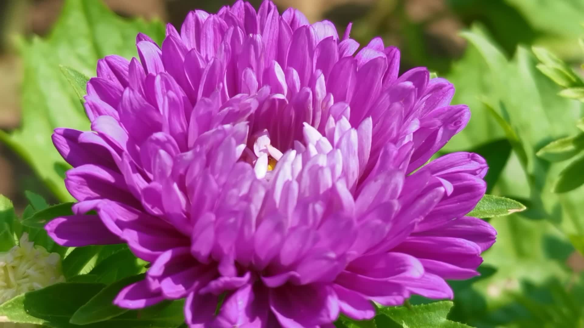 翠菊花,原创视频