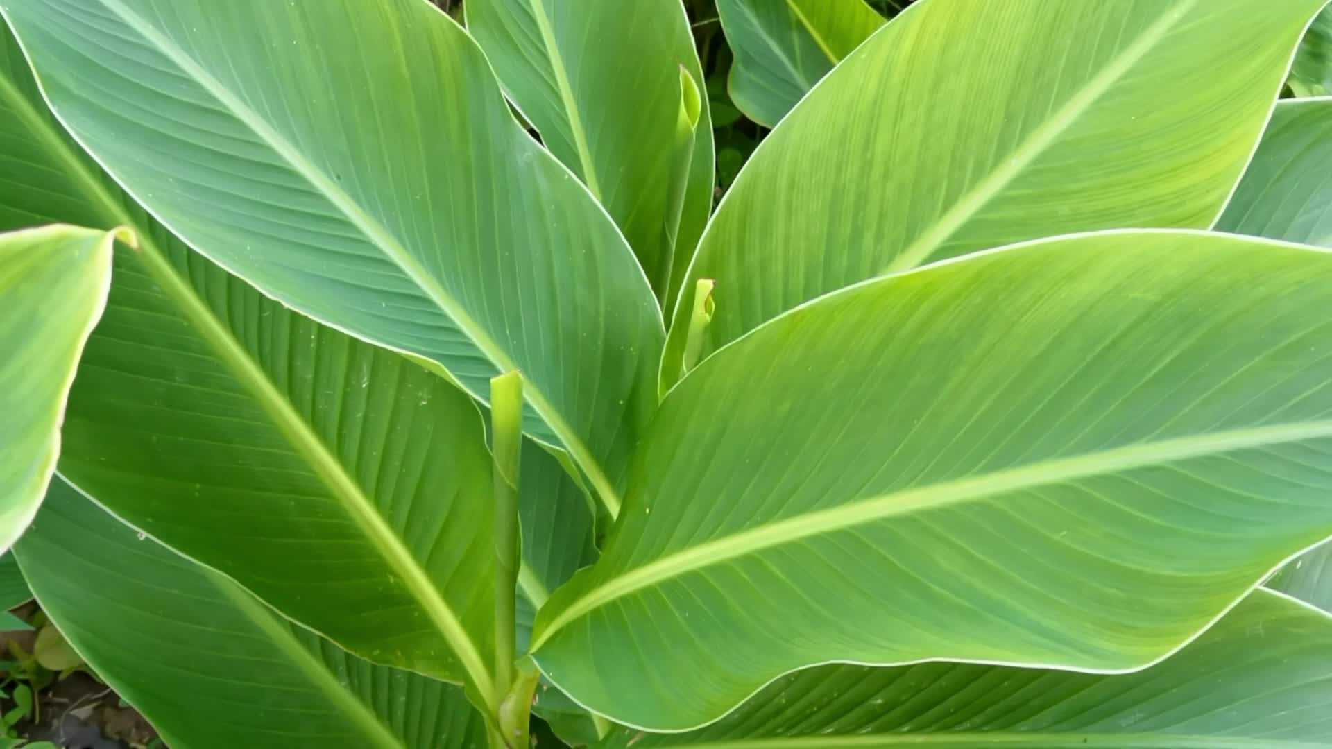 美人蕉叶子,原创视频