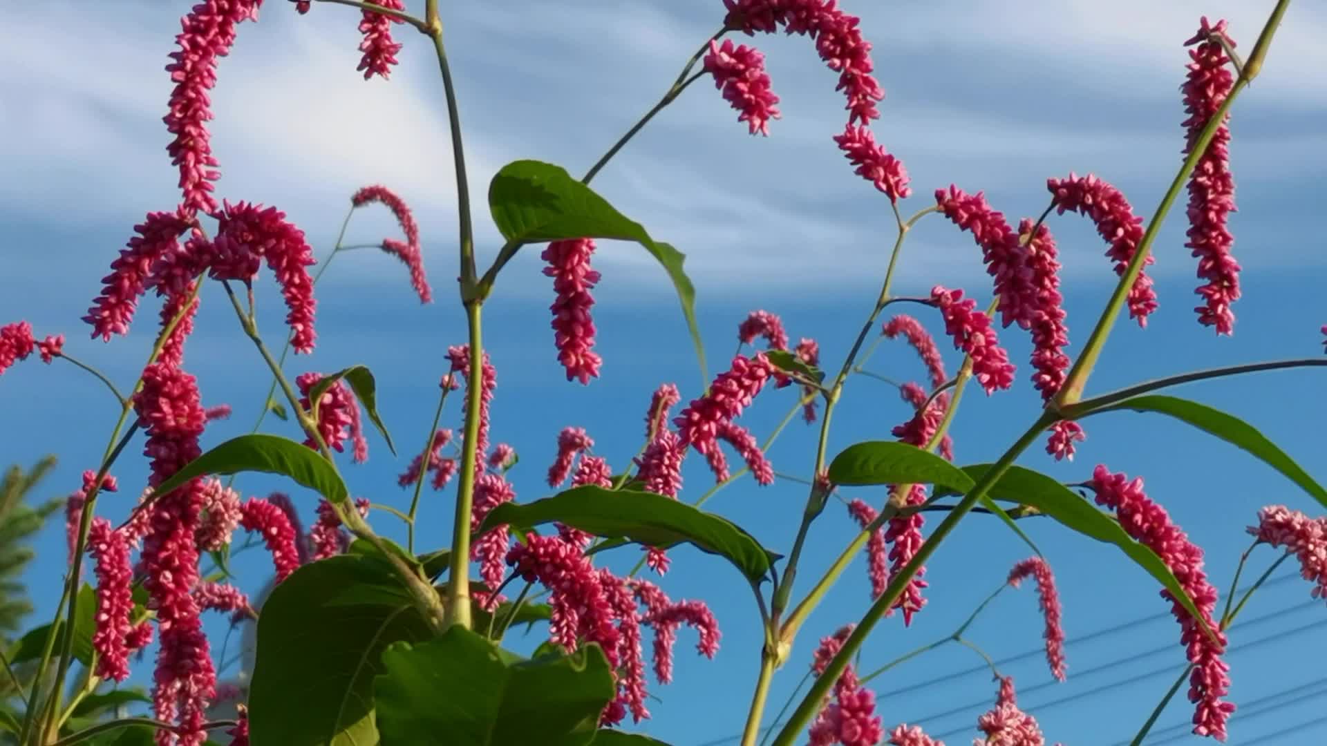 红蓼花,原创视频