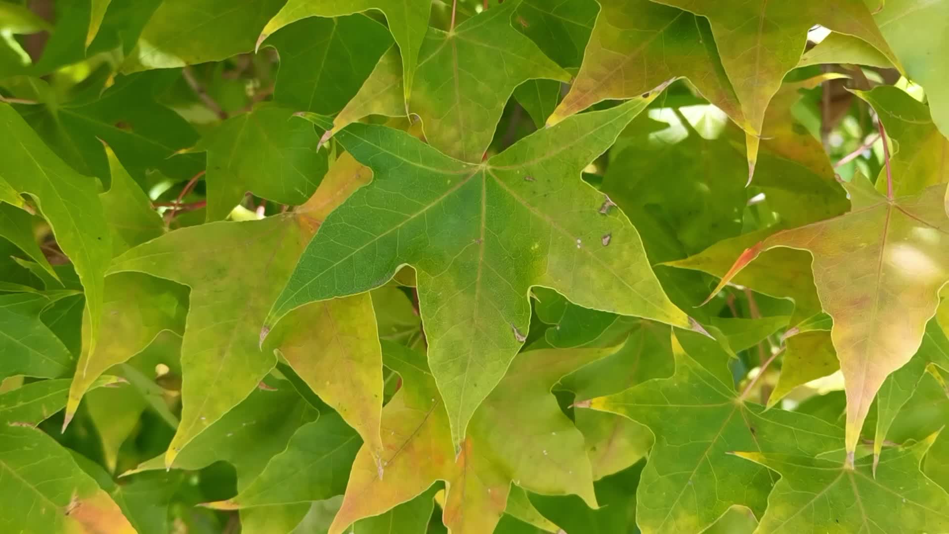 五角枫树叶,原创视频