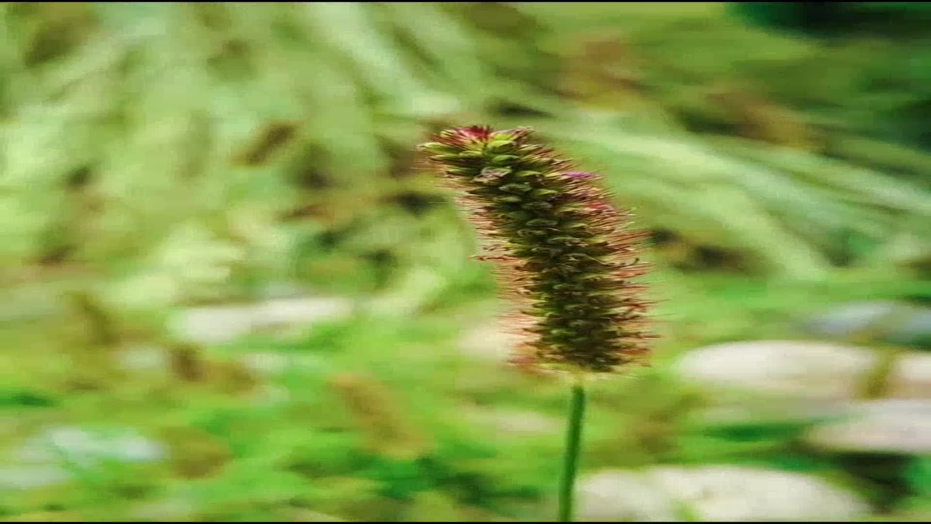 唱出来的扣人心弦《二泉吟-卓依婷》