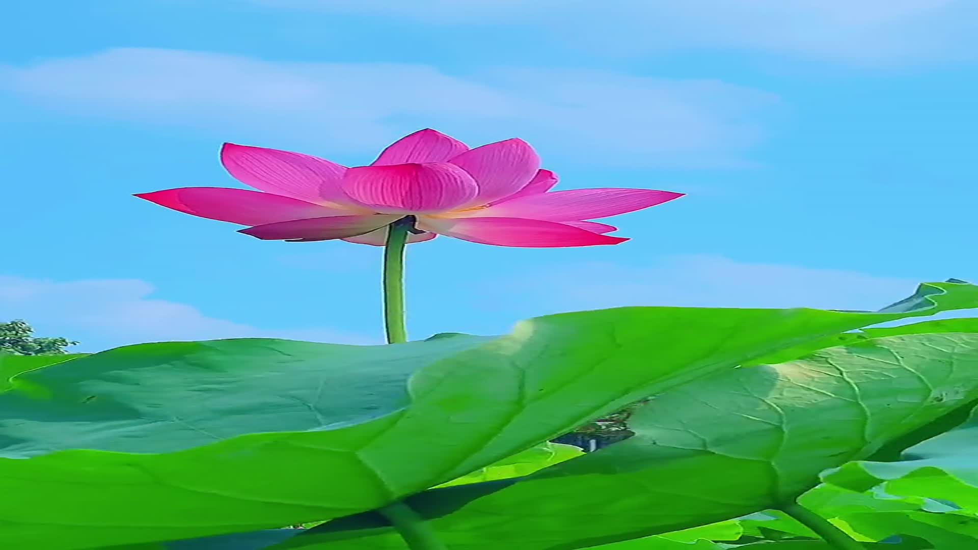 一朵莲花水上开一尘不染离尘埃心若安可步步生莲心若简