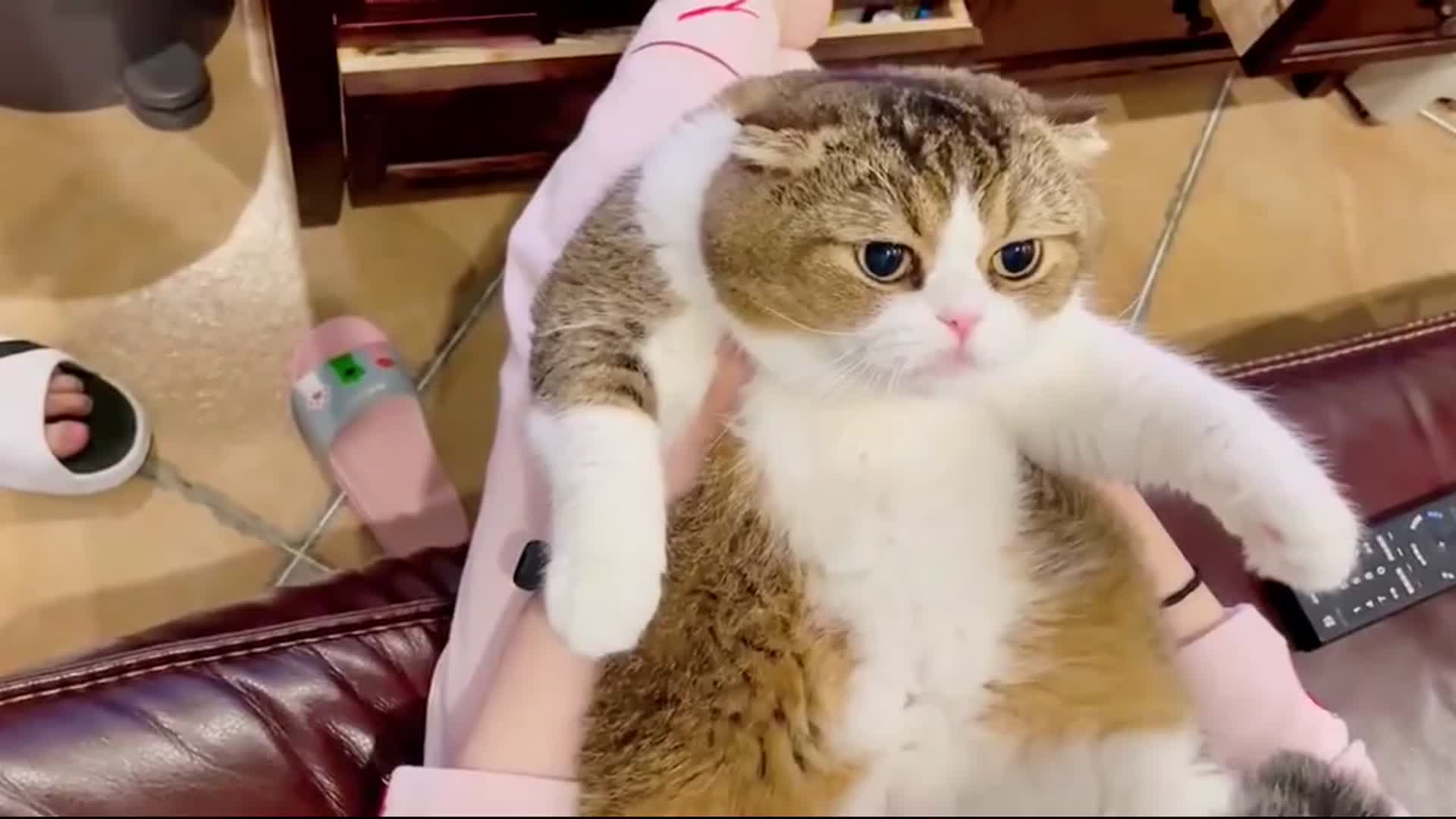 猫不要亲我我要生气了年度搞笑沙雕派对