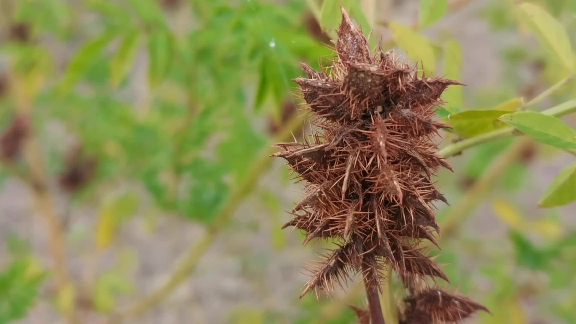 特别的刺果,原创视频