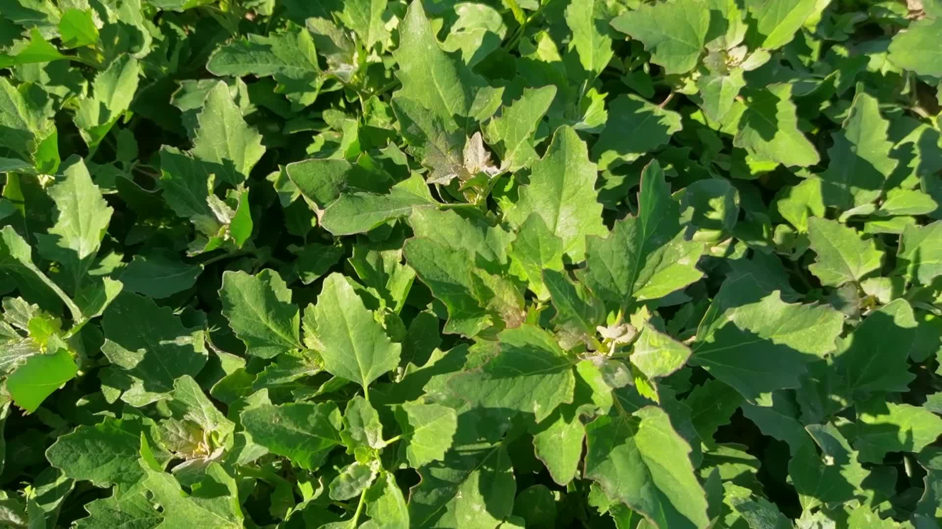 野生灰菜原创视频