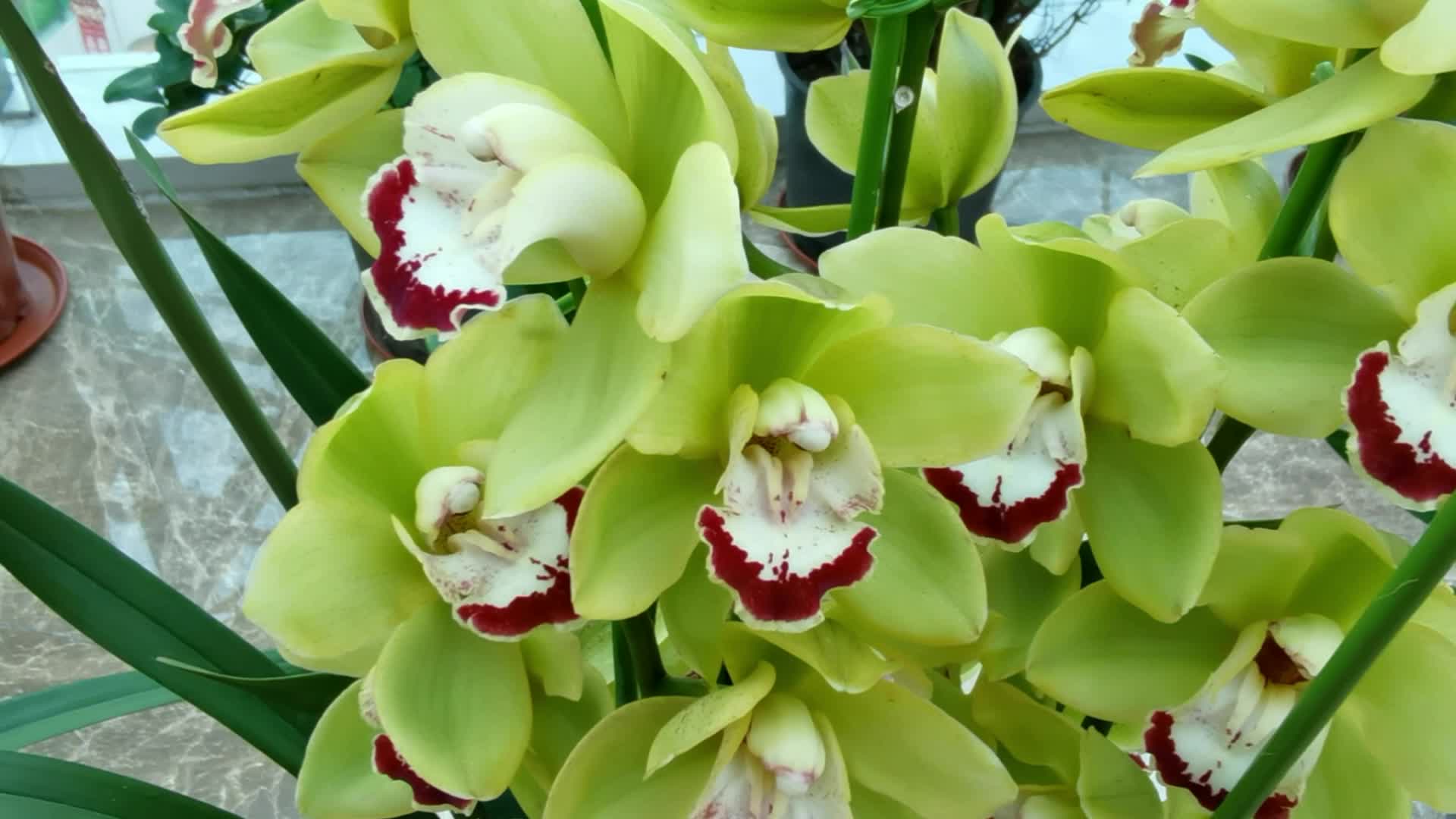 绿色大花蕙兰原创视频