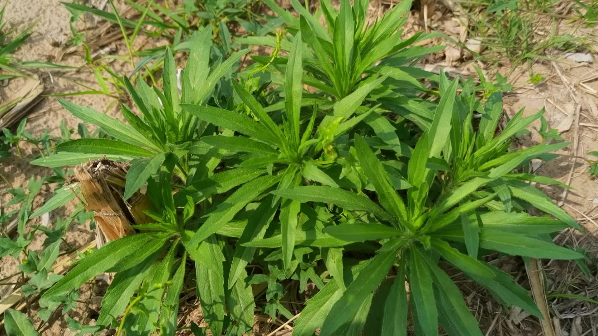 飞蓬草原创视频