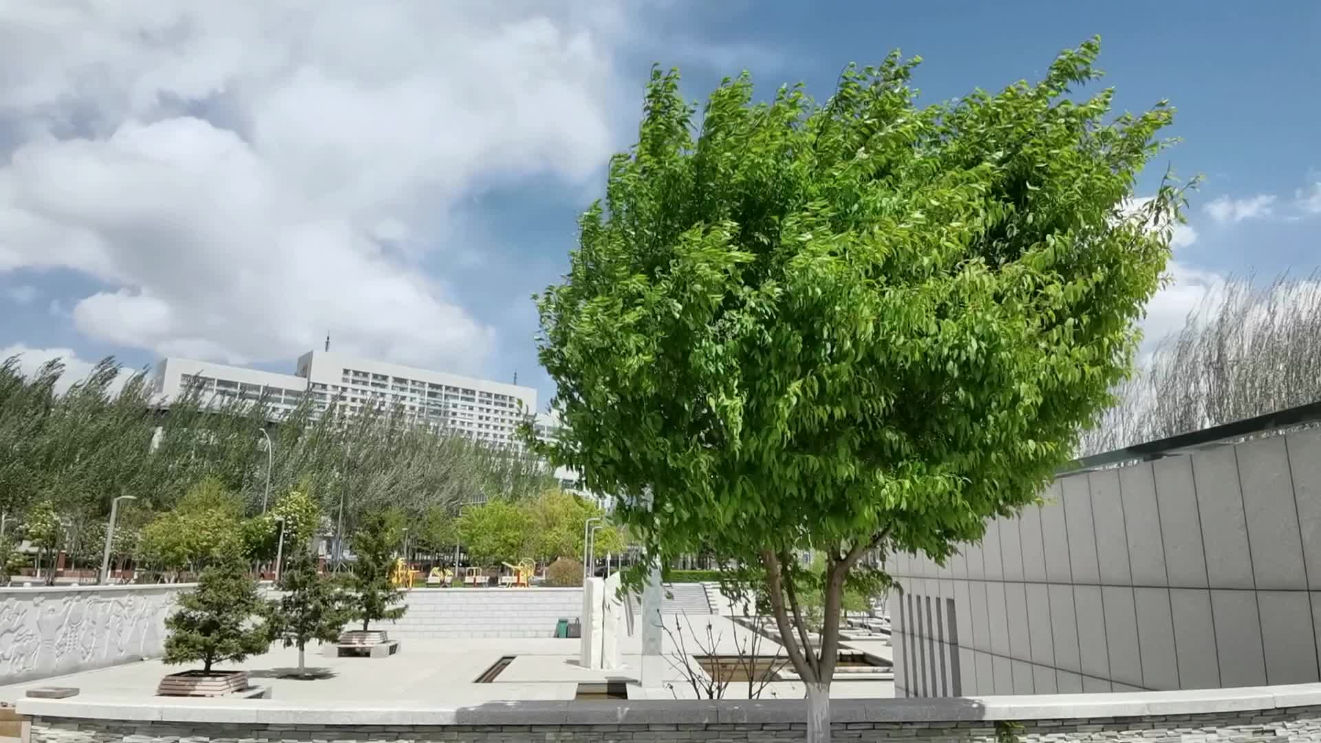 稠李树原创视频