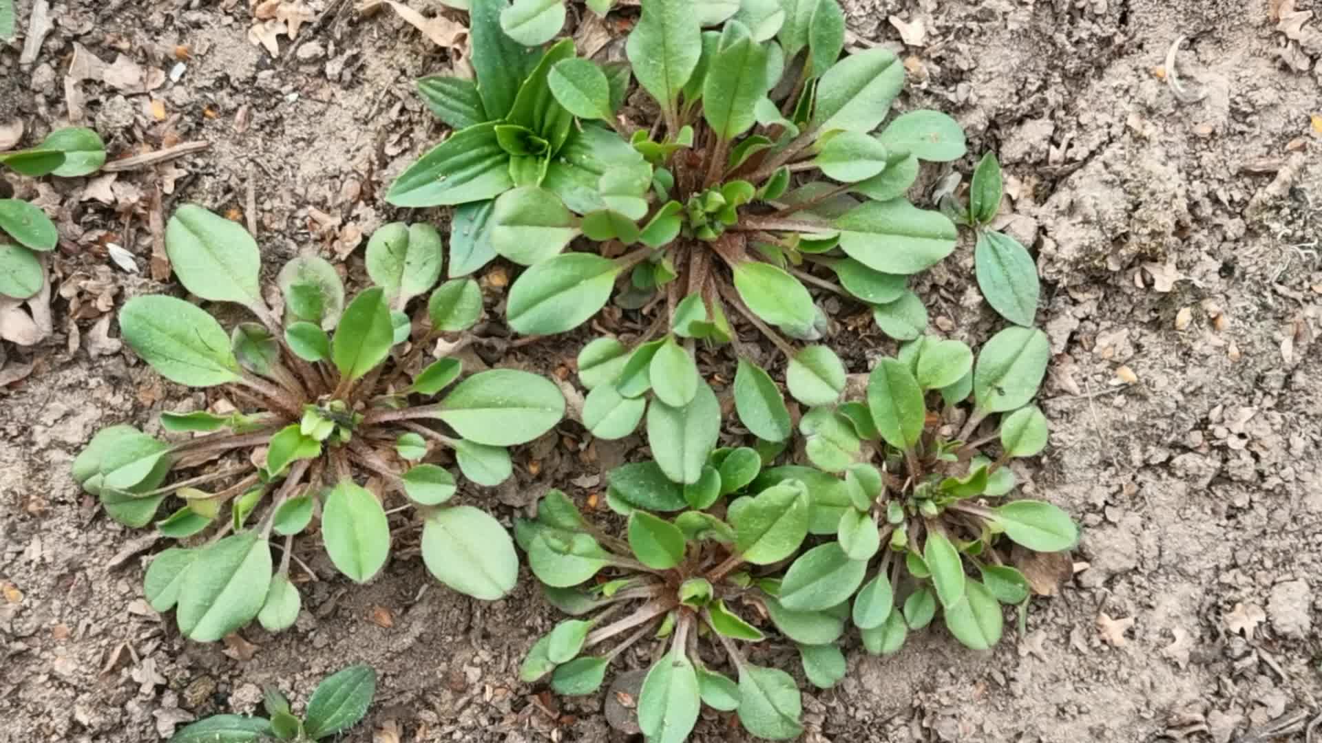 鸡肠草原创视频