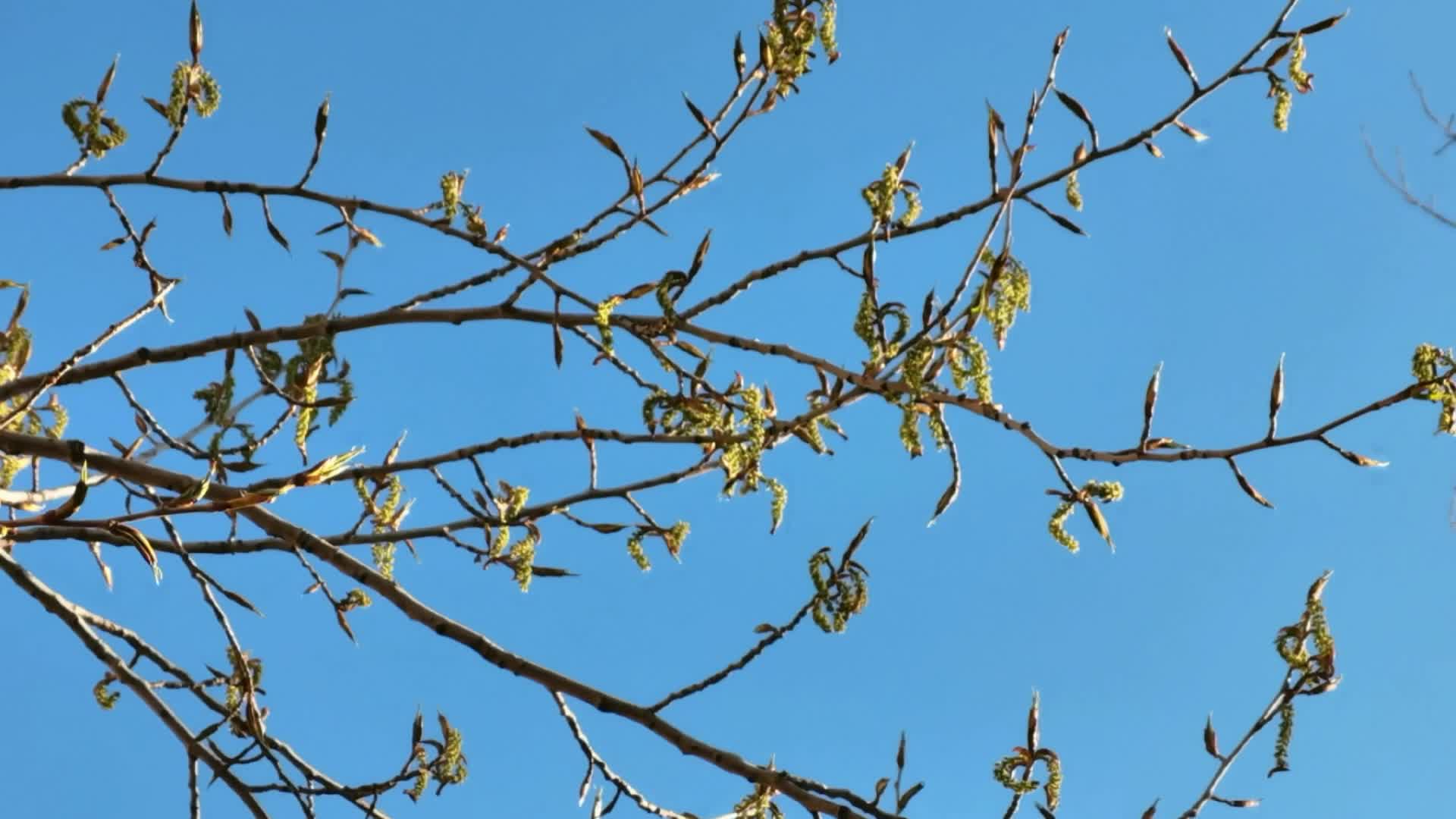 毛杨树黄色小花穗原创视频