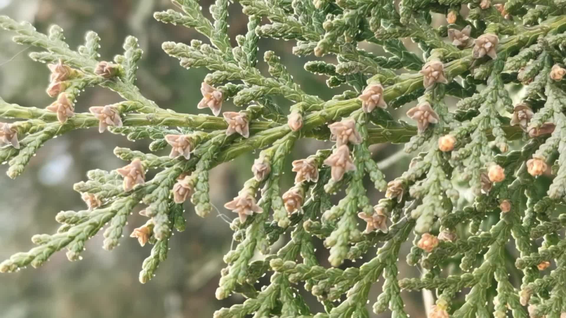 侧柏雄花原创视频