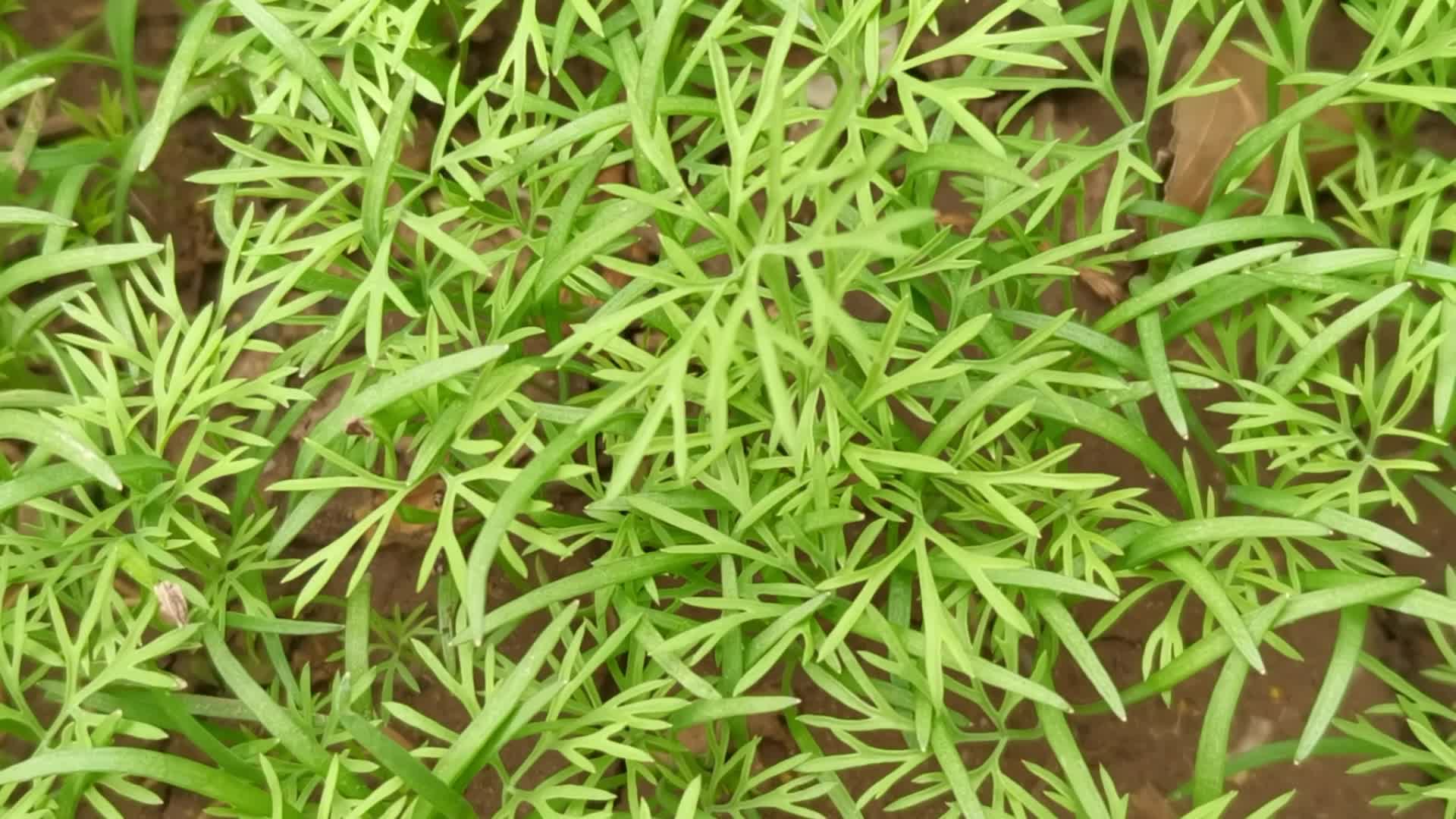 茴香幼苗原创视频