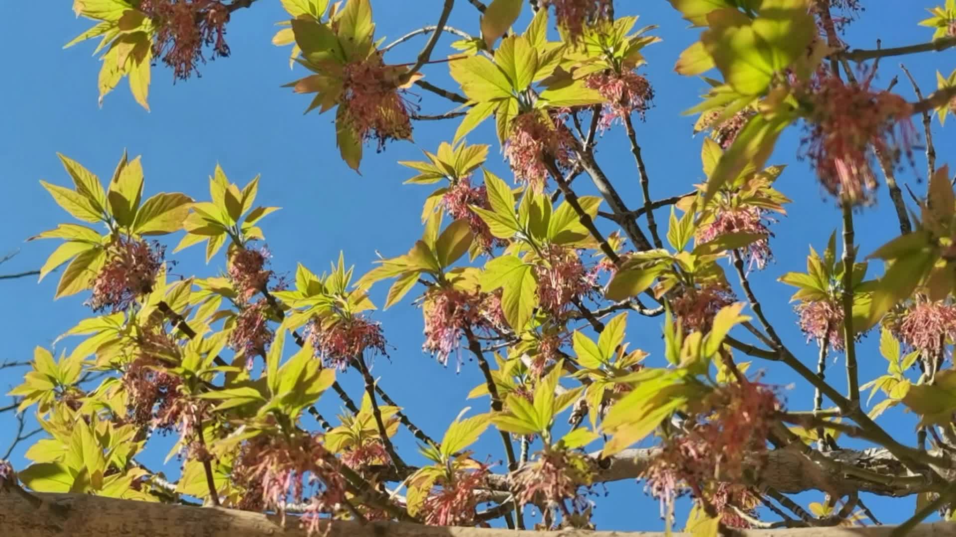 春天漂亮的梣叶槭树原创视频