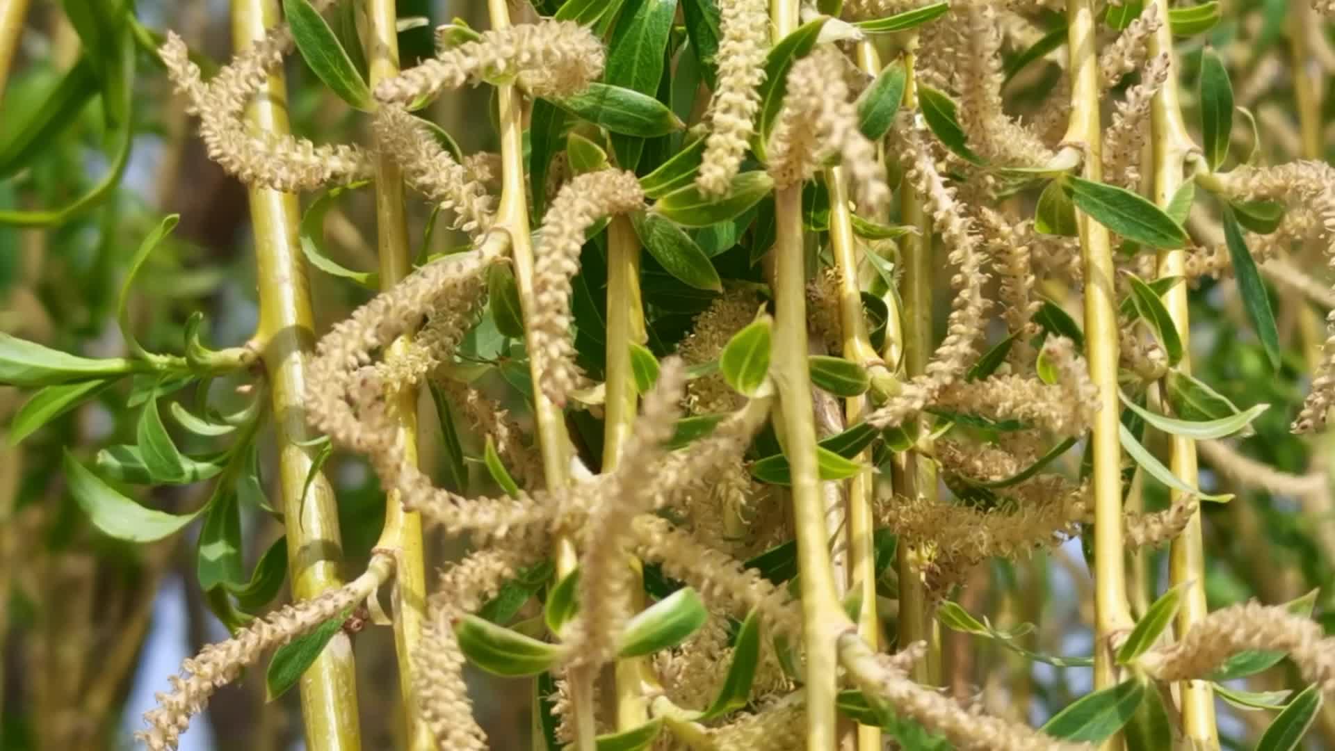 柳树种子,原创视频