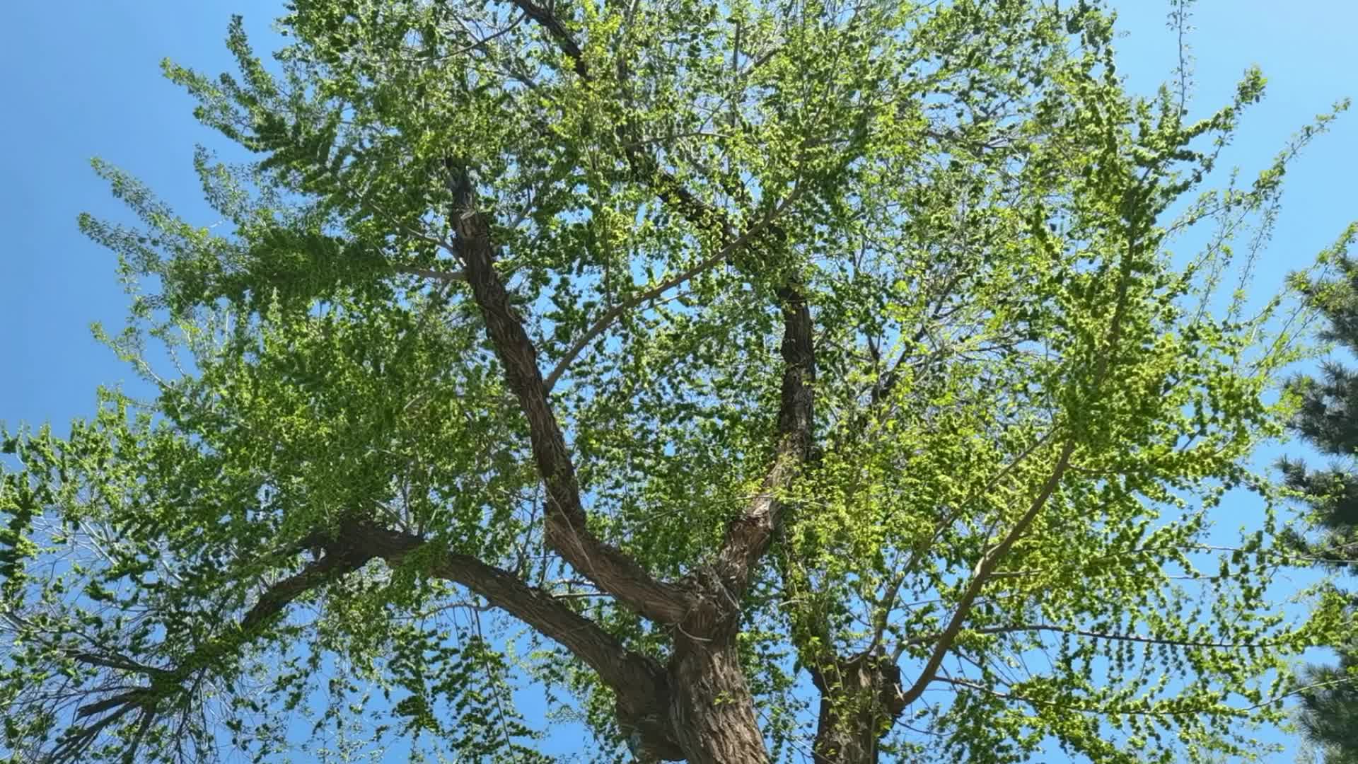 一棵长满榆钱儿的老榆树原创视频