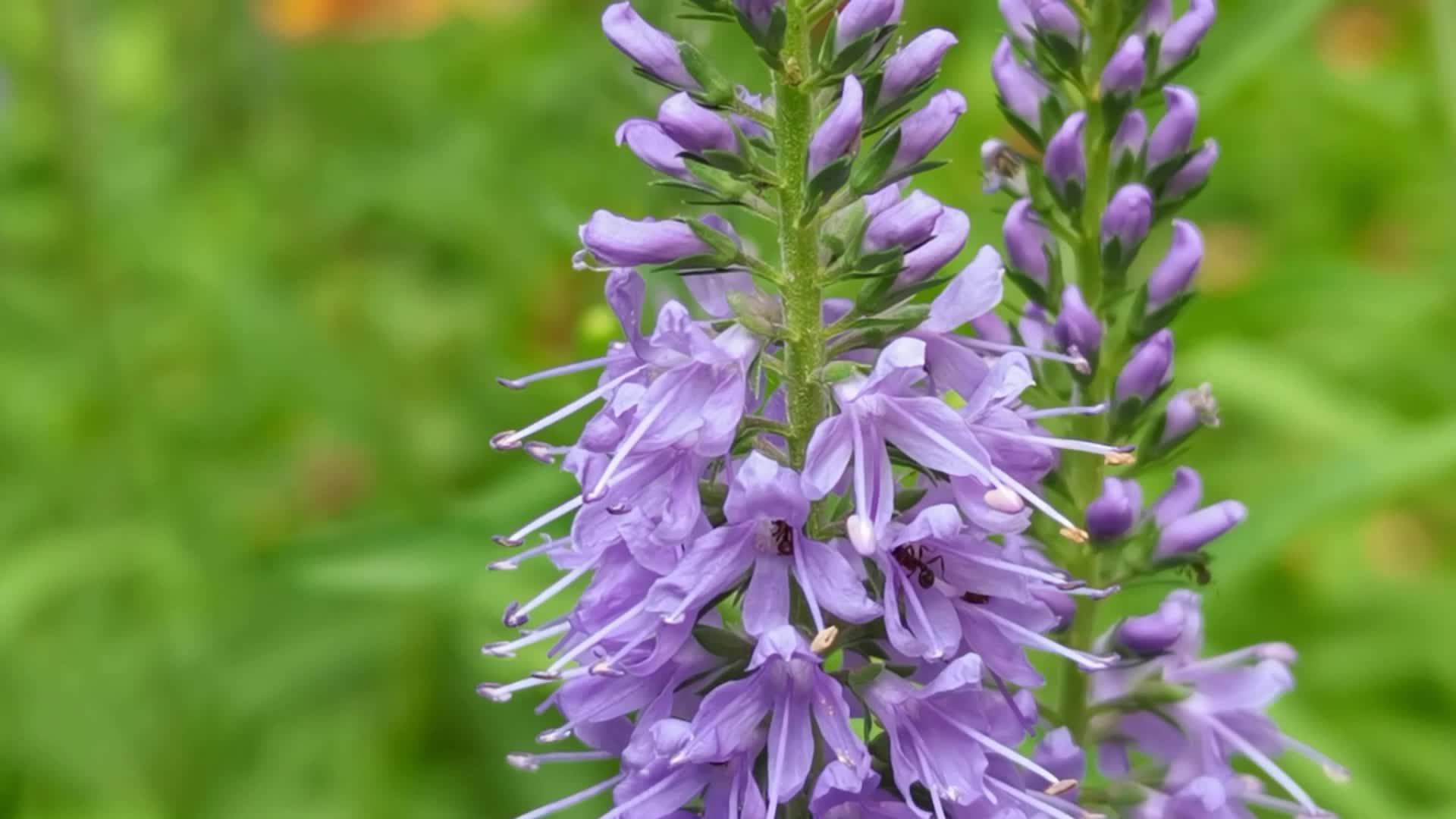 近距离看穗花婆婆纳原创视频