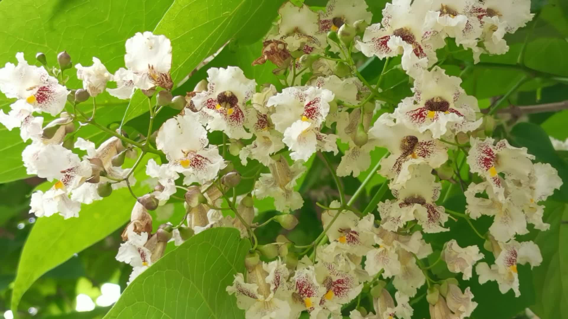 梓树花,原创视频__财经头条