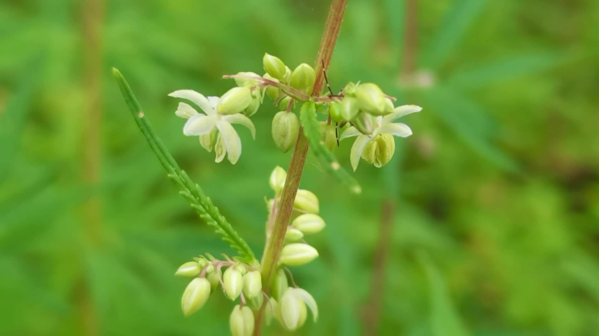 野生胡麻花,原创视频