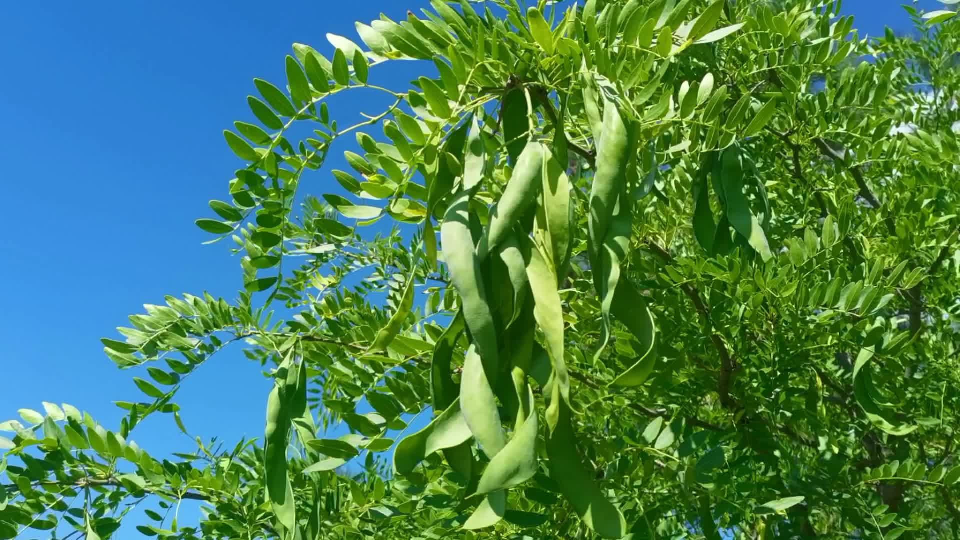 皂角树果实原创视频