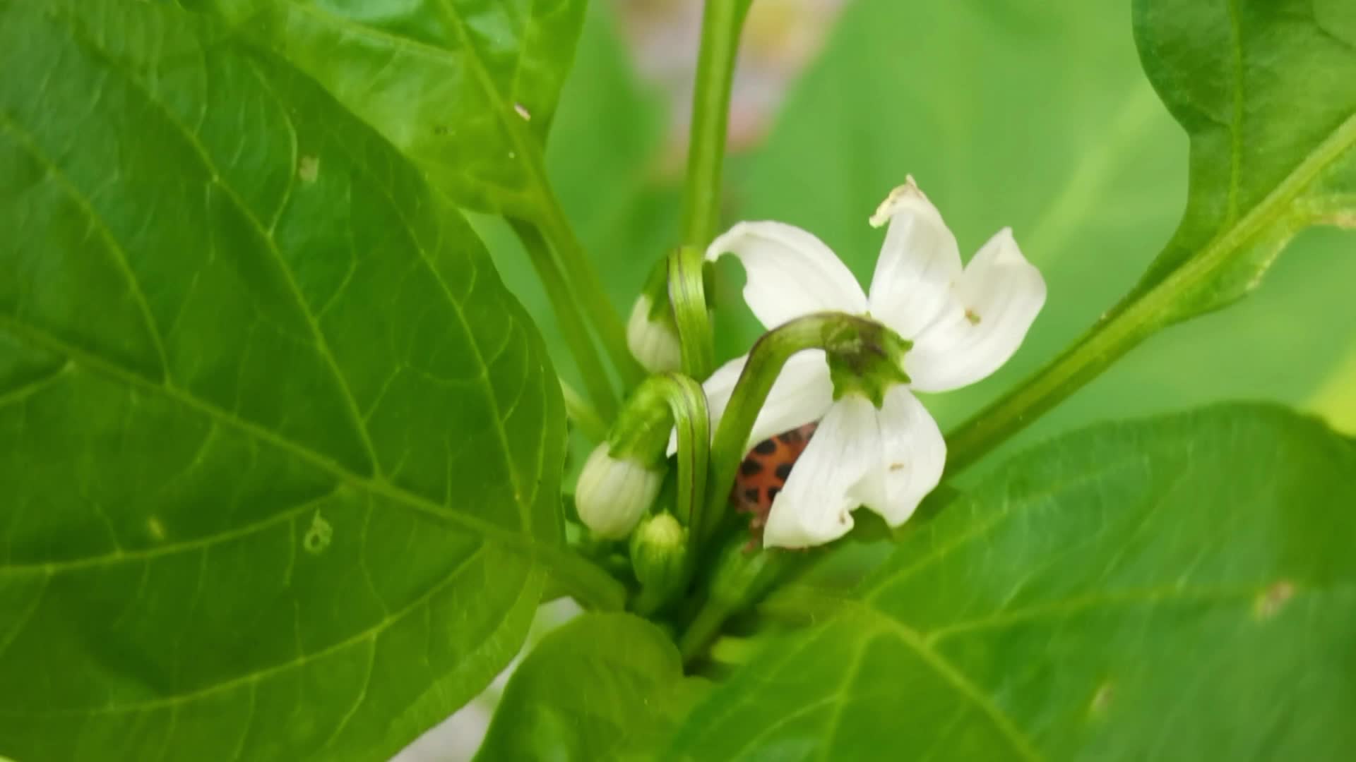 朝天椒开花原创视频