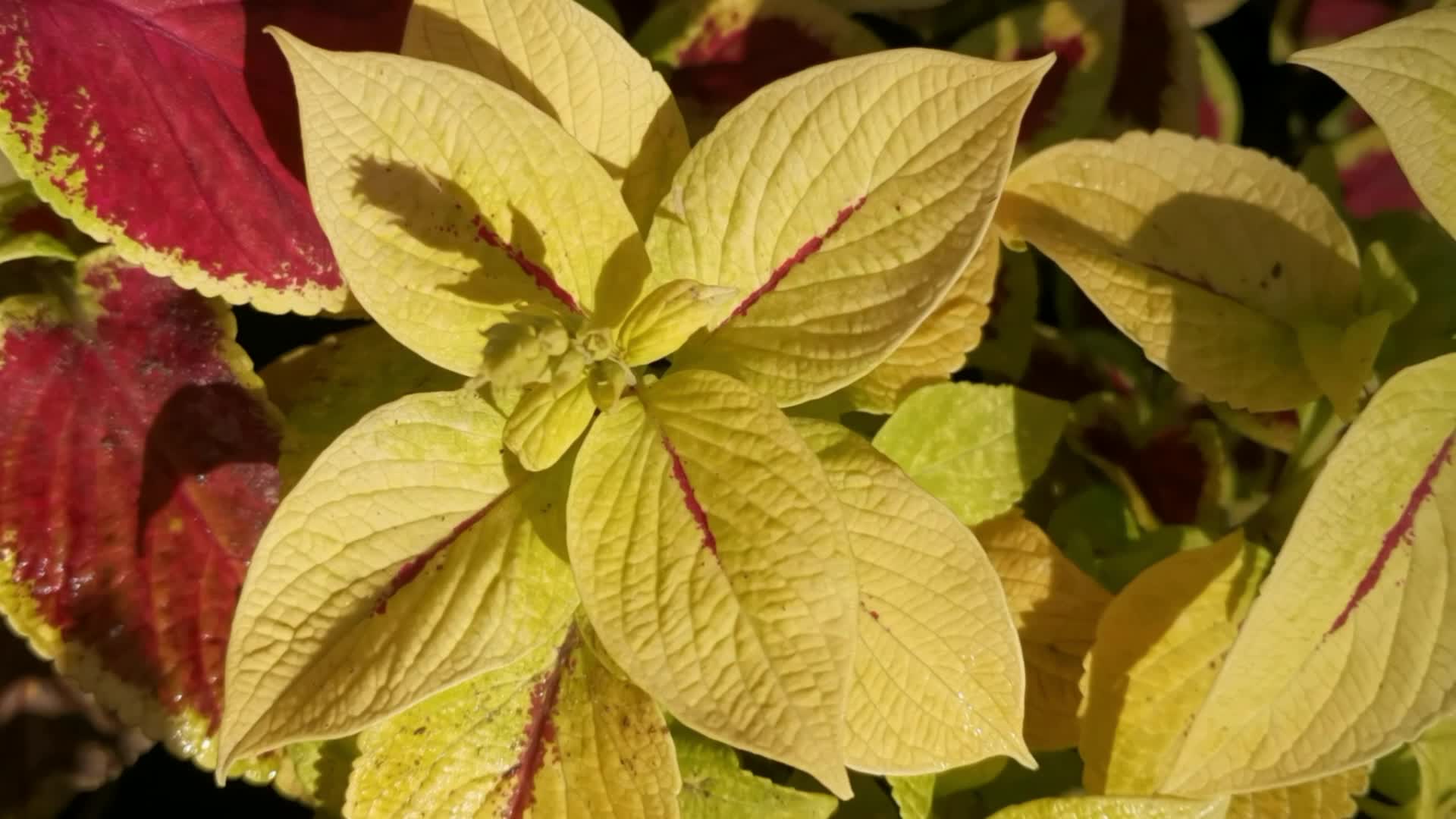 鹅黄色彩叶草原创视频