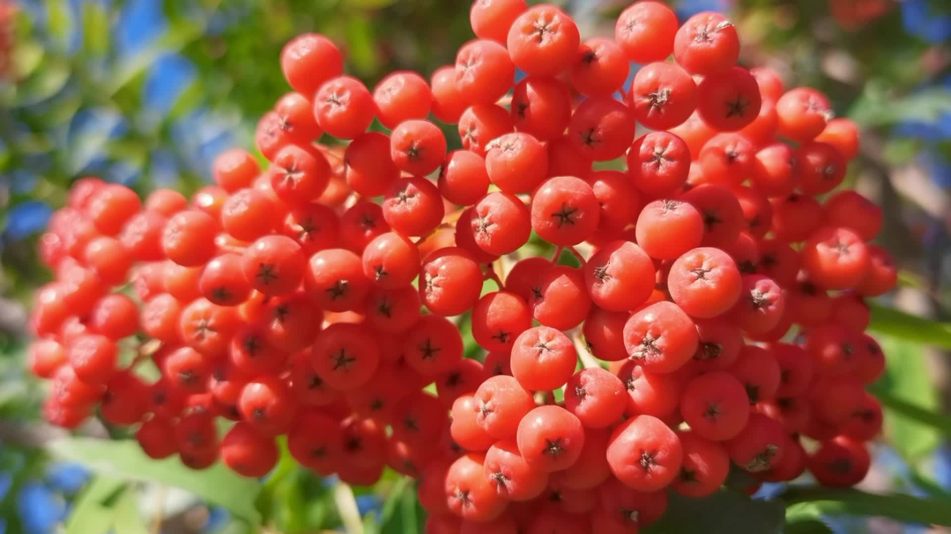 火红的花楸果原创视频