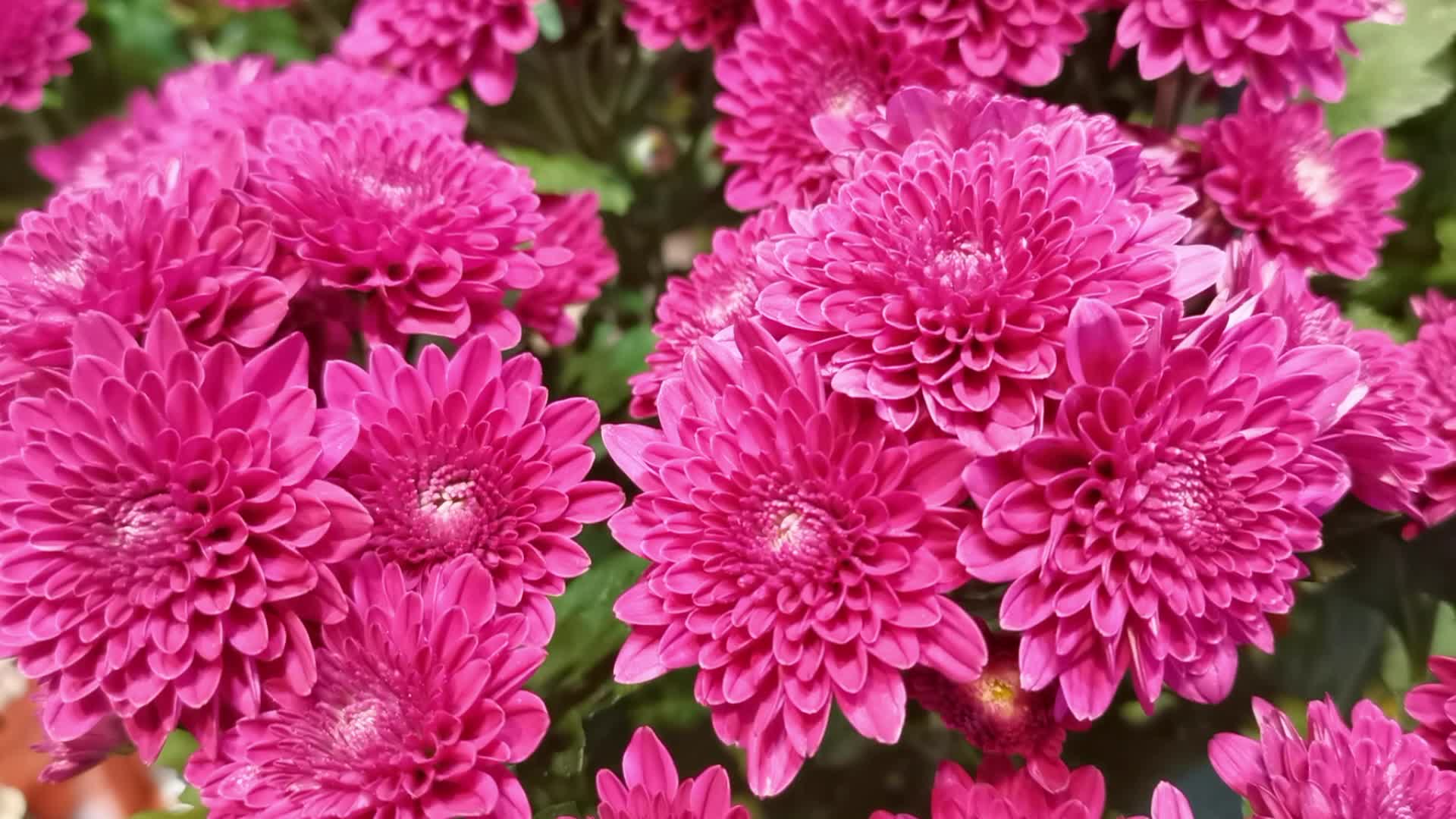 粉色菊花原创视频