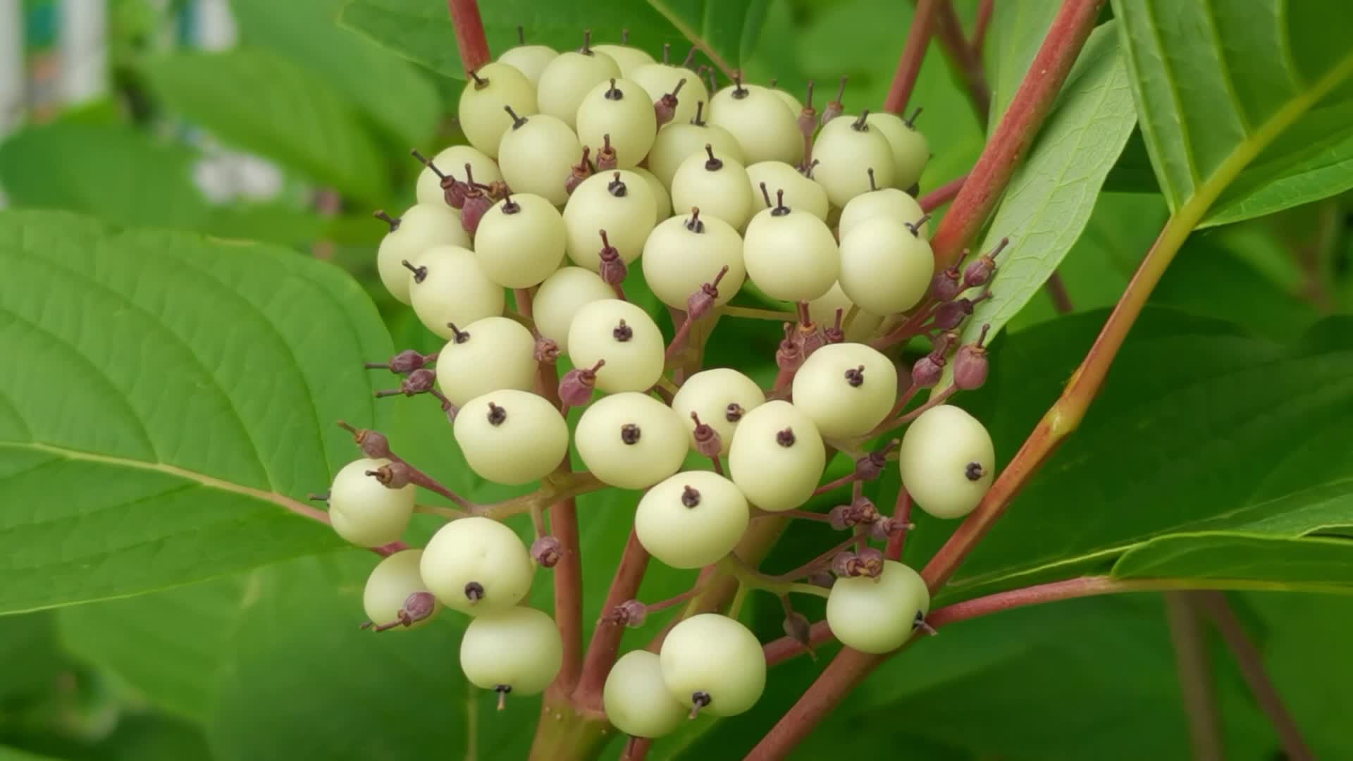 白色花瑞木果实原创视频