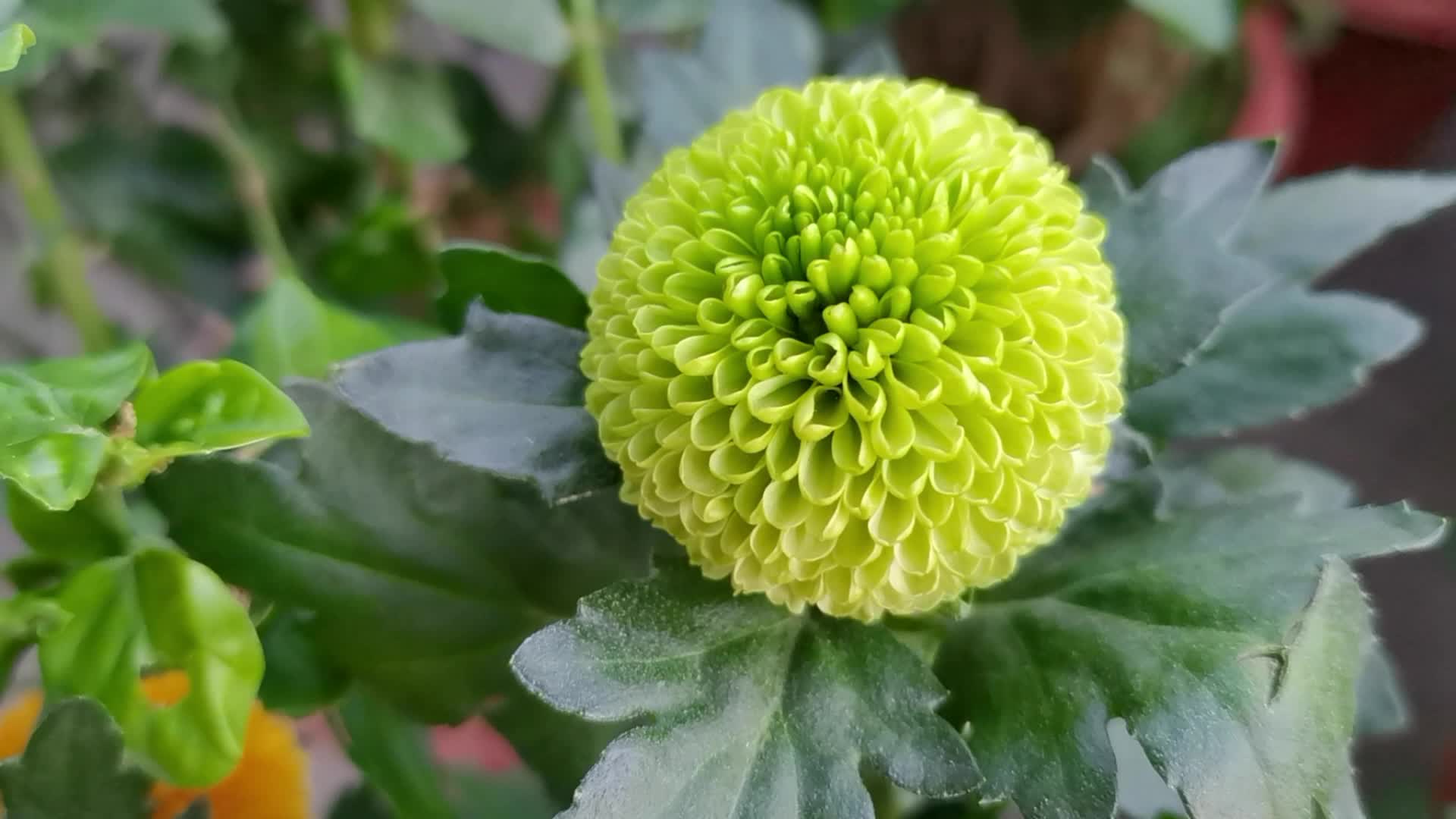 绿色乒乓菊,原创视频__财经头条