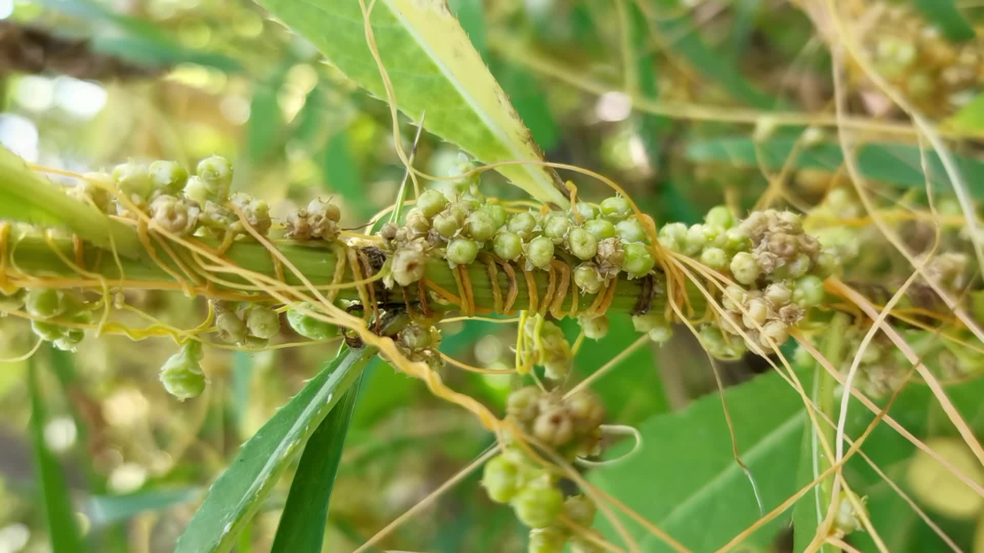 菟丝子果实种子,原创视频