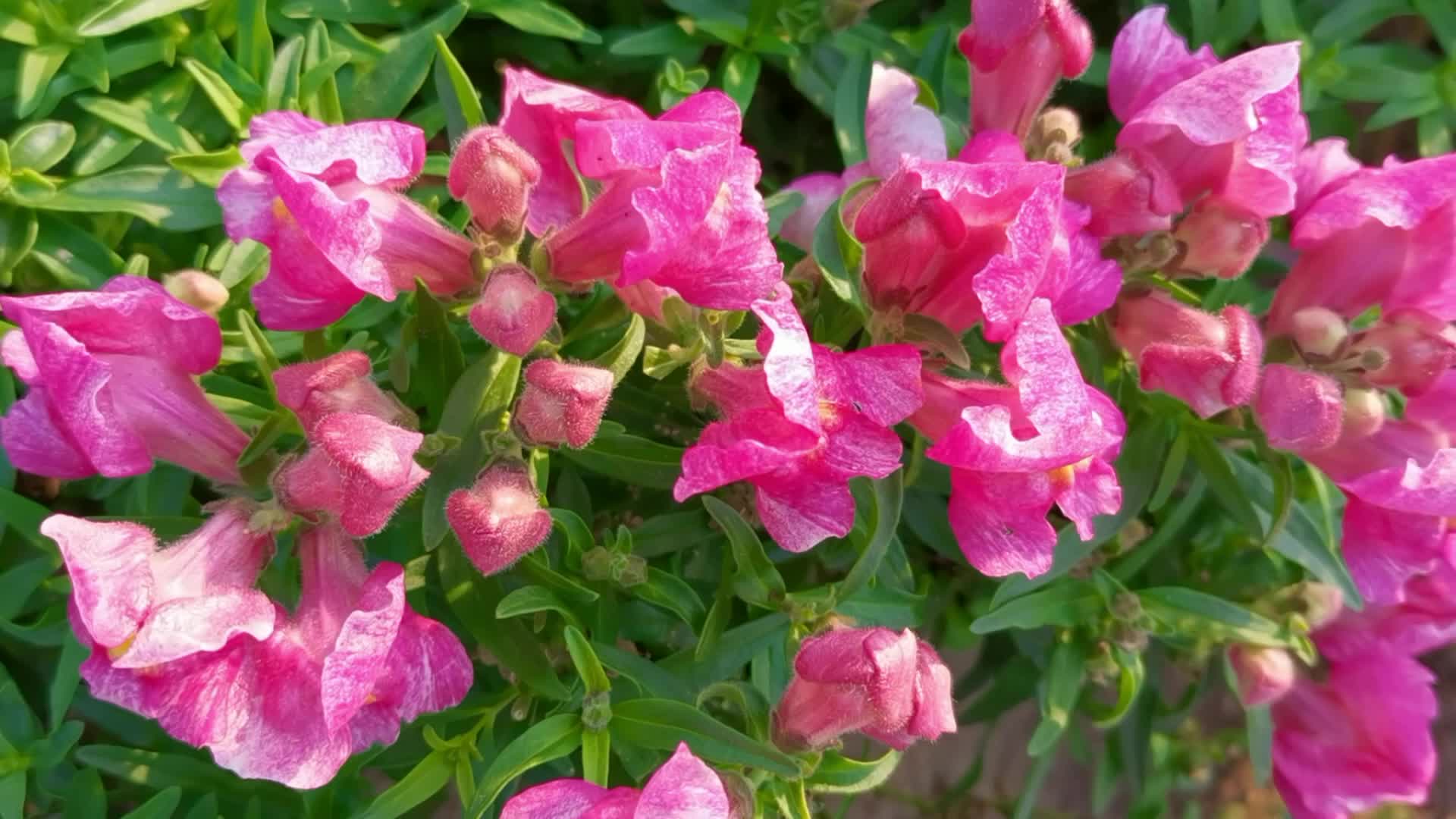 玫粉色金鱼草花朵原创视频