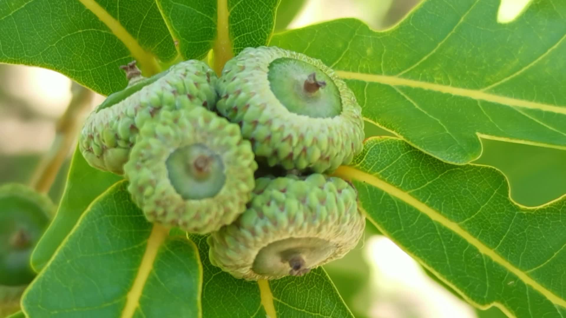 形状特别的蒙古栎树果实原创视频