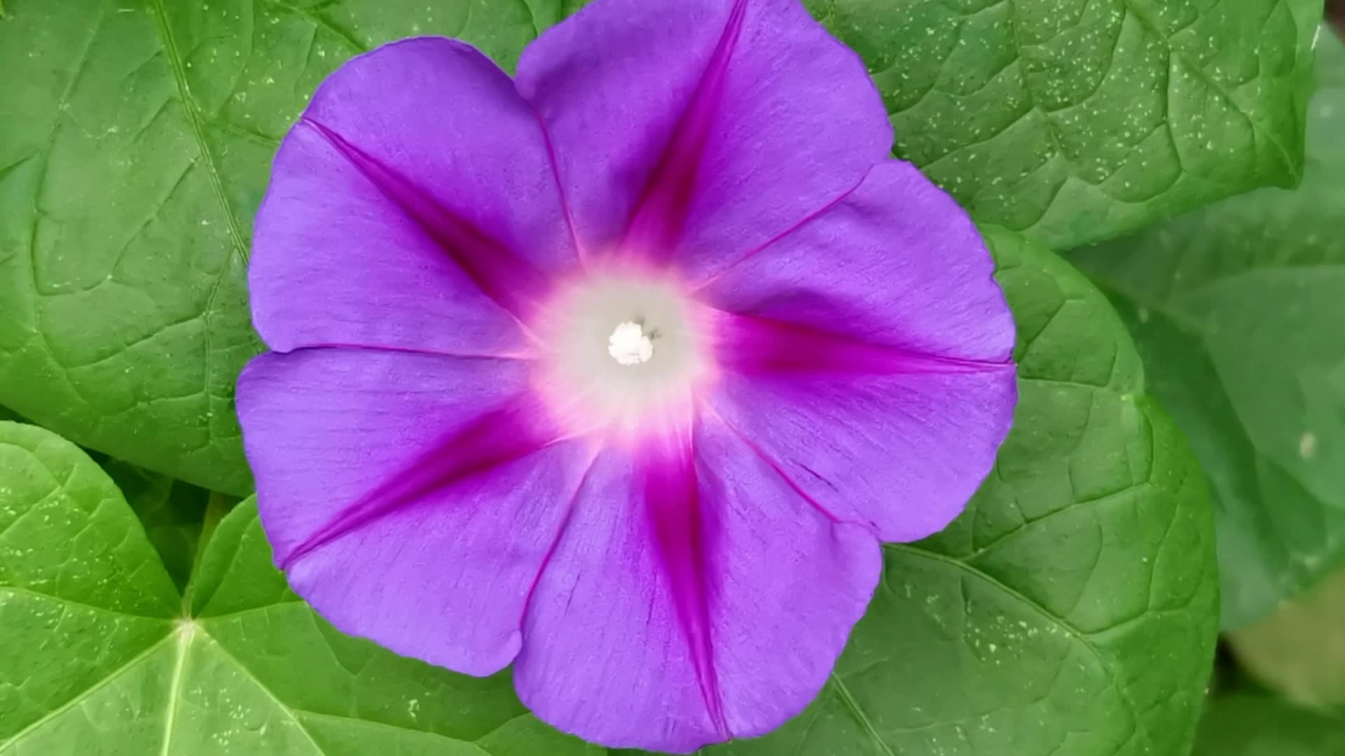 紫蓝色牵牛花,原创视频__财经头条
