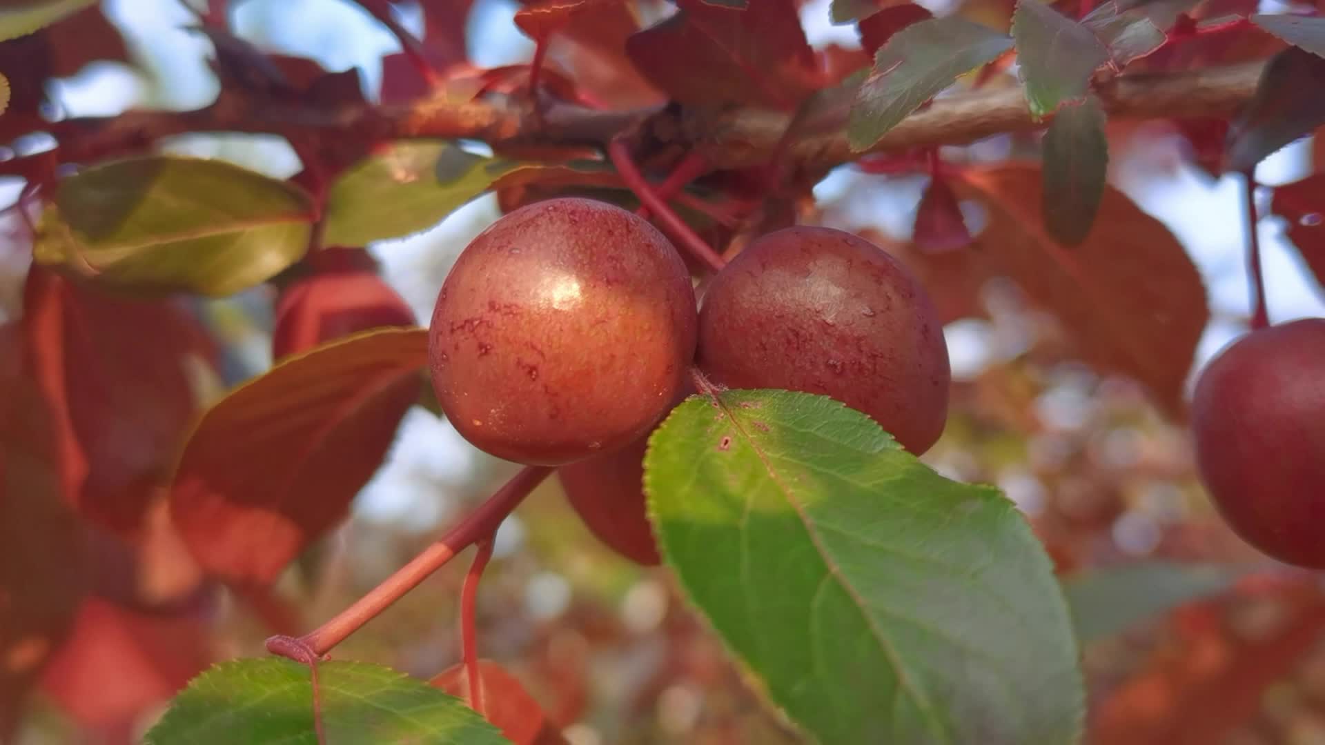 10,这种果子是可以吃的,但是不建议多吃这种能结出红李子的树,名叫