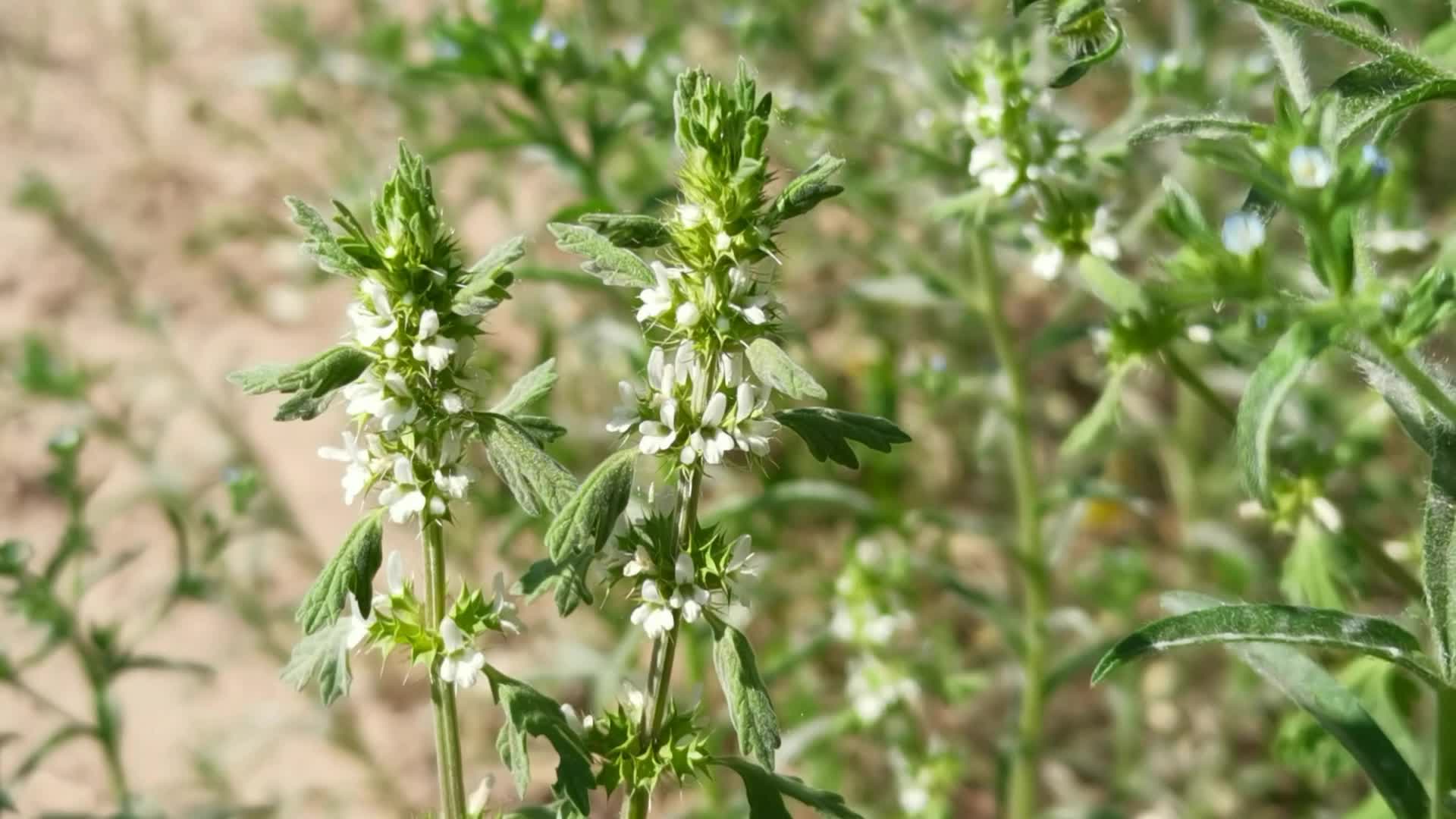 白花益母草原创视频