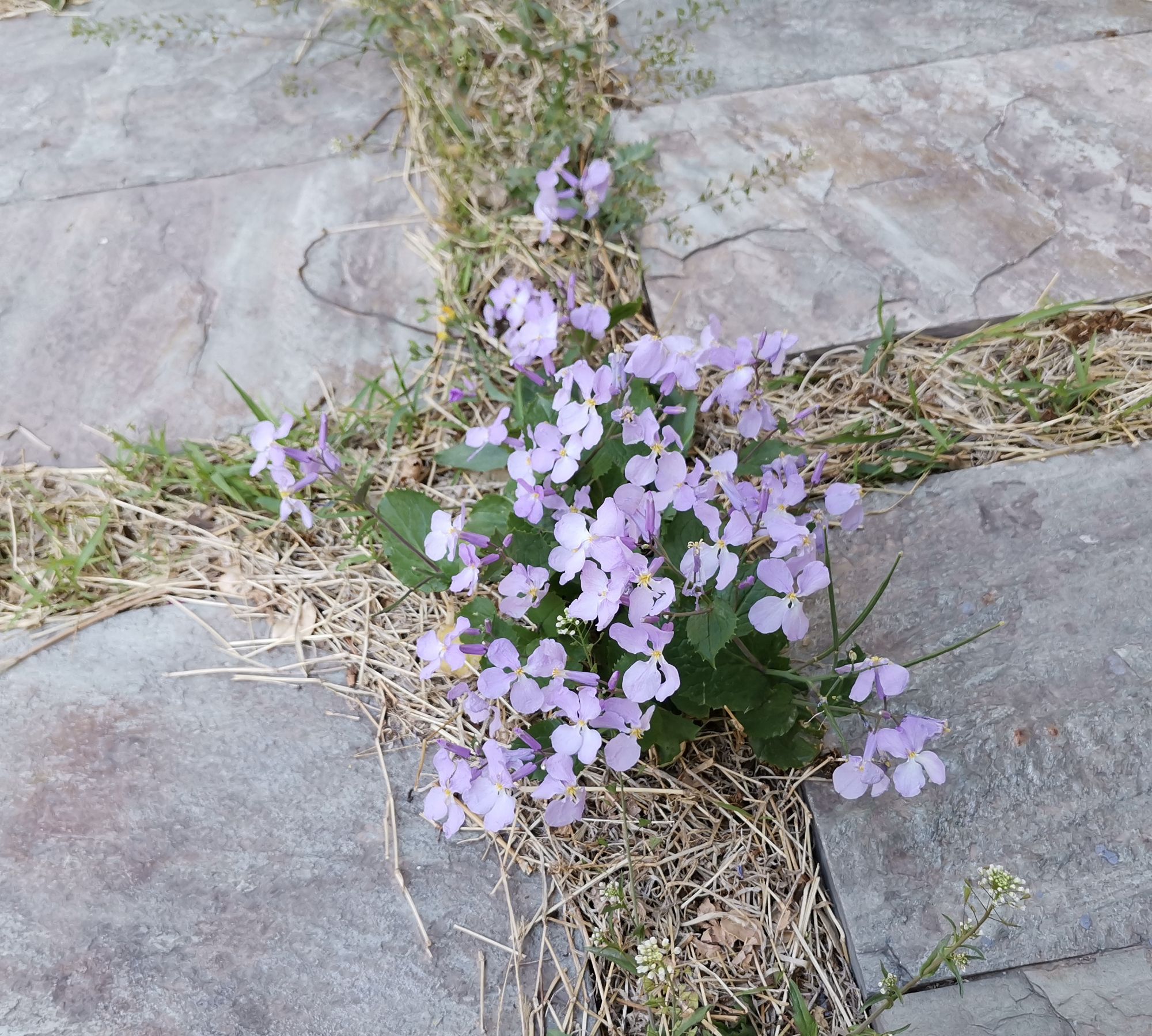 石缝里开出美丽的花朵,做人也要这么顽强_高清图集_新浪网